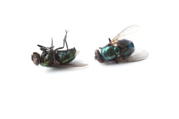 Dead flies isolated on white (Lucilia caesar)