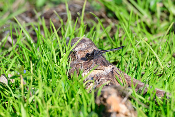 Schwarze Heidelibelle (Sympetrum danae) Männchen	