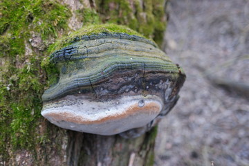  old mushroom on an old tree trunk