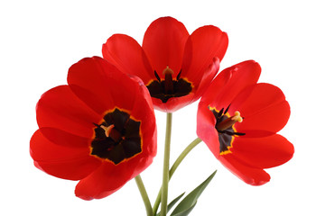 Obraz premium Red vertical tulips isolated on white