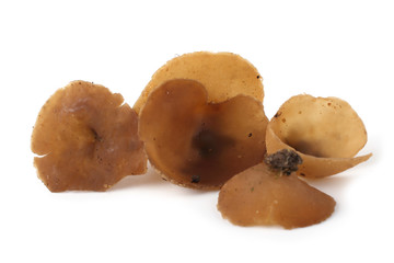 Peziza mushroom isolated on white background