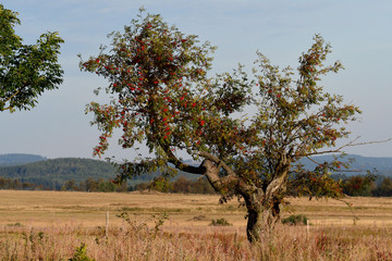 Baum der Eberesche
