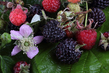 Raspberry, black raspberry and flowers on green leaf