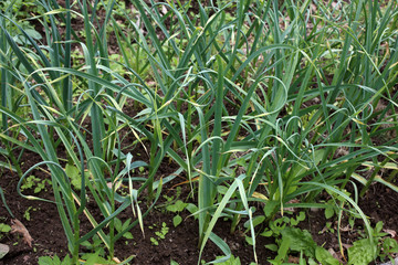 Growing garlic on field. agricultural background