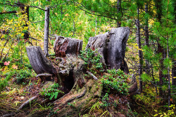 Old, mossy stump in the coniferous forest, overgrown with grass and lingonberries. Altai Republic, Russia