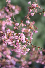 Blossom