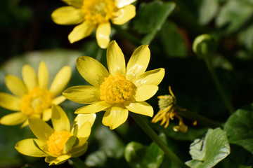 ヒメリュウキンカ