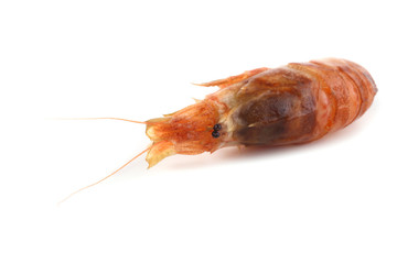 Argis lar (kuro shrimp, Northern Argid). Pacific shrimp