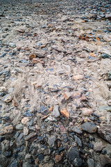Dry stony river bed. Aktru Valley, Altai Republic, Russia