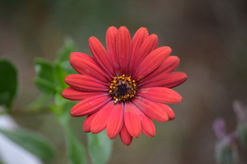 Fototapeta premium Flower