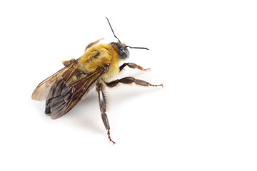 Bumblebee isolated on white