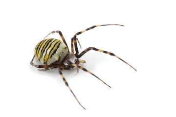 Wasp spider (Argiope bruennichi) isolated on white