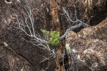 tree on the rock