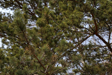 Obraz premium Growing pine tree