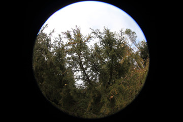 Juniperus rigida (temple juniper) tree. Circular fisheye photo