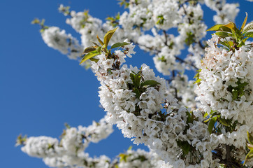 Buds and blossoms on the cherry tree in the spring time