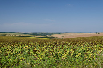 Sunflowers on the blue sky at the beginning of the summer