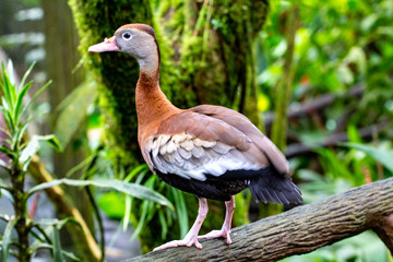 Costa Rica Duck