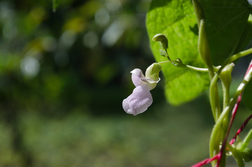 Fototapeta na wymiar Young stalks of a string bean in blossom