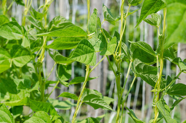 Young stalks of a string bean in blossom