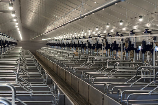 Construction of a pig farm. Food production. Farm interior