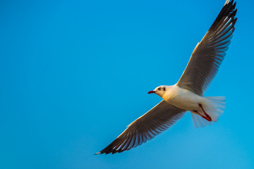 seagull in flight
