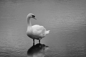 Black and white swan in lake