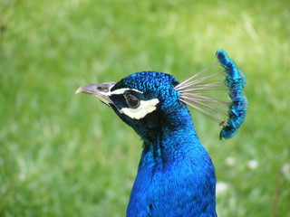 peacock head