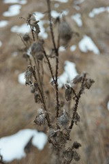  dried winter flowers 
