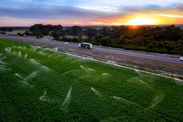 Irrigation (watering) the vegetable farm in Western Australia