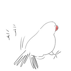 発情　雄　文鳥　白文鳥