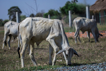 Obraz na płótnie Canvas Cows eating grasses on the field 