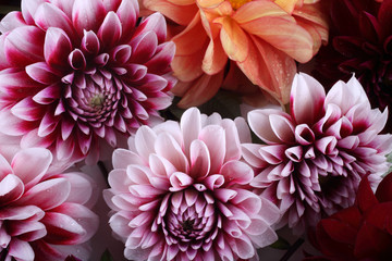 Dahlia flowers background