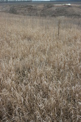  brown grass in field