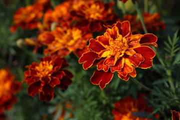 Marigold flowers background