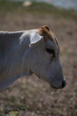 Cow