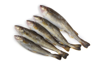 Saffron cod isolated on white