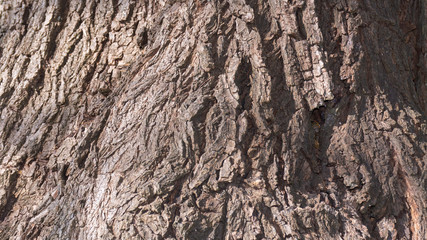 Corteza de árbol y madera