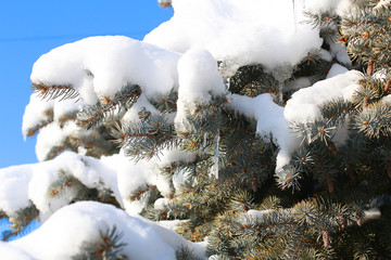 green pine with cones and snow on the branches
