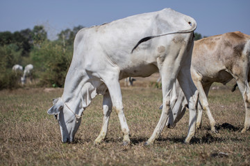 Cows eating grasses on the field 