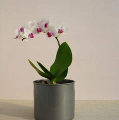 White orchid in a gray pot on a pink background. Home flowers.