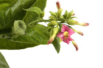 Tobacco plant with flowers