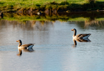 Two Canada Geese swimming in a river