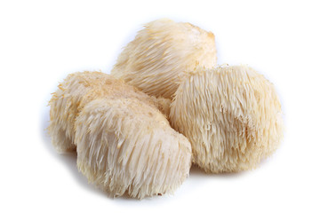 Hericium erinaceus mushroom (monkey head mushroom, bearded tooth fungus, bearded hedgehog mushroom,...