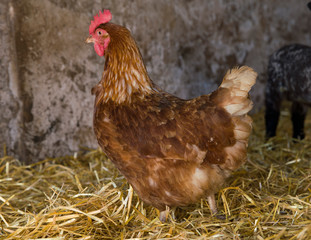 Chicken on straw in a barn
