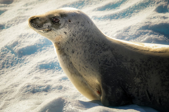 Portrait of Crabeater seal at Lemaire Channel, Antarctica