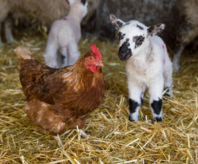 Young lamb in a barn meeting a chicken for the first time © John