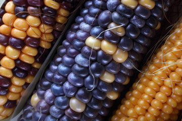 Colorful corn background
