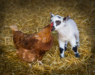 Young lamb in a barn meeting a chicken for the first time