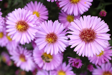 Obraz premium Violet chrysanthemums background